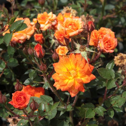 Shop - Rosa Baby Darling™ - orange - zwergrosen - stark duftend - Ralph S. Moore - Hervorragend geeignet für das Verschönern von Randbeeten. Blüht durch die ganze Saison. Schmückt Balkone und Terassen schön.